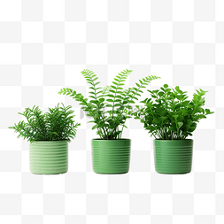 花盆裡的綠色植物