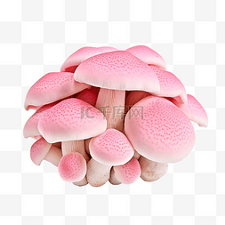 蔬菜水彩图片_粉红色的蘑菇