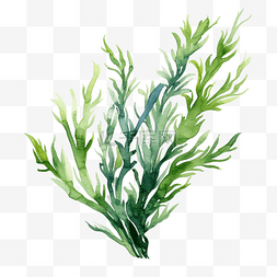 珊瑚海洋图片_水彩海藻插图