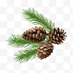 松枝与圆锥针叶树冷杉圣诞节插画