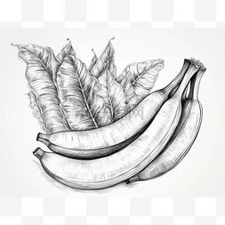 顶部叶子图片_香蕉和叶子手绘热带水果的绘图，