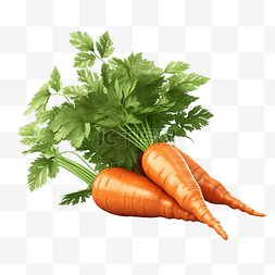 胡萝卜种植 3d 图