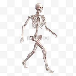 人体肌肉图片_干净逼真的3D人体骨骼