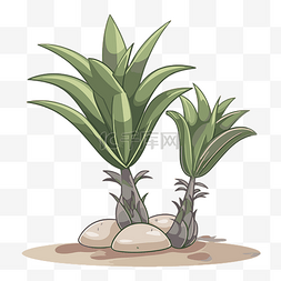 沙漠植物卡通图片_丝兰剪贴画 生长在沙漠中的两种