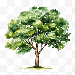 树手绘森林图片_树元素水彩