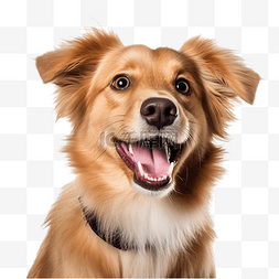 狗微笑是因为他很高兴