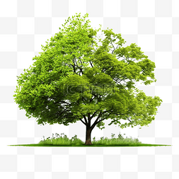 春天的树在新鲜的绿色自然更新