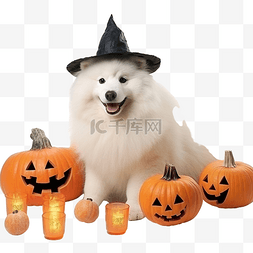 宠物犬粮图片_白色萨摩耶犬与万圣节南瓜和女巫
