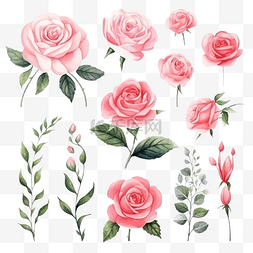 玫瑰花朵和叶子水彩元素