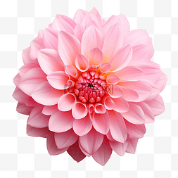 抽象玫瑰背景图片_美丽的粉红色花朵，具有高品质的