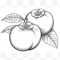 苹果自带icon图片_两个带叶子的苹果的小图画
