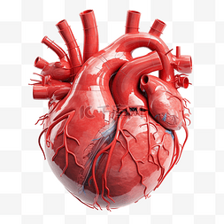 气体符号图片_人體心臟解剖
