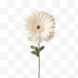 白色非洲菊花卉图片_非洲菊雏菊白花与叶白色花卉