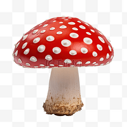 蘑菇红斑点