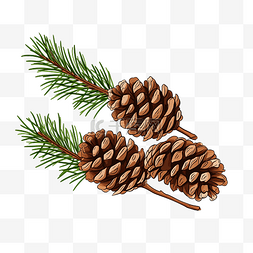 雪松图片_松树树枝与锥体圣诞树插图