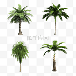 3d 插图椰子树在自然中的集合