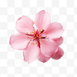 花品质图片_美丽的粉红色花朵，具有高品质的