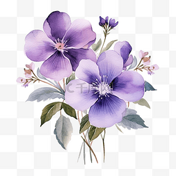 水彩紫罗兰花植物