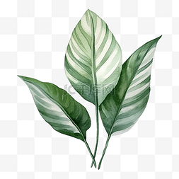 Epipremnum pinnatum 热带叶水彩插图