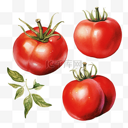 水彩番茄剪贴画