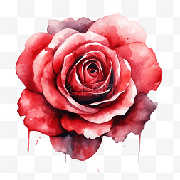 红色抽象水彩玫瑰背景