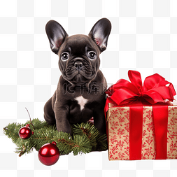 狗在盒子图片_法国斗牛犬小狗在圣诞树附近的礼
