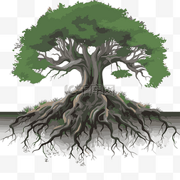 有根的免费树 向量