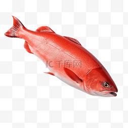 白色鱼片图片_鲑鱼红鱼