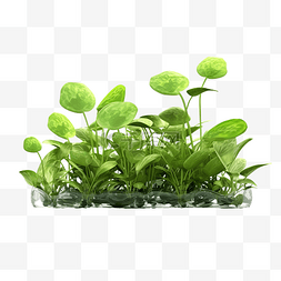 水生植物的 3d 插图