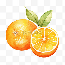 橙色水彩插图