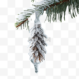 雪的圣诞树图片_森林里真正的云杉上挂着冰柱结冰