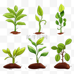 生长过程图片_孤立的种植植物过程