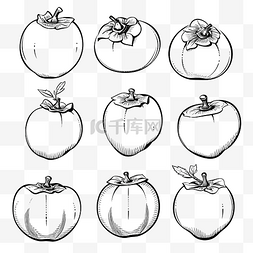 柿子果实轮廓图涂鸦的插图