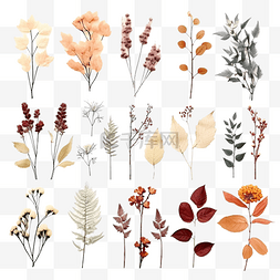 想一想做一做图片_一套干花叶植物框架元素装饰品