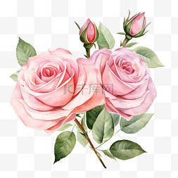 美丽的粉红色玫瑰花朵水彩插图