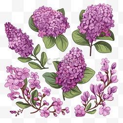 紫丁香剪贴画 莱拉花，有叶子和
