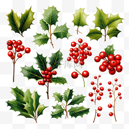 节日快乐徽章图片_圣诞冬青浆果收藏冬青树枝与浆果