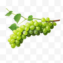 绿葡萄图片_一根绿葡萄的树枝
