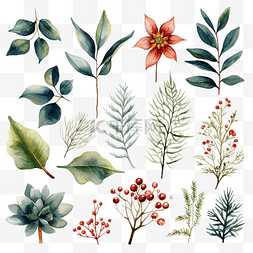植物装饰品海报图片_水彩圣诞植物套装