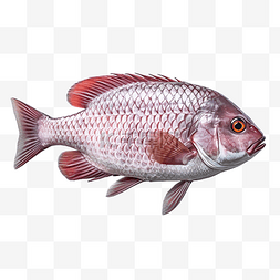 泰国淡水鱼中的尼罗罗非鱼或 pla n