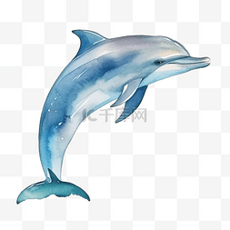 海豚線图片_水彩海豚海洋动物