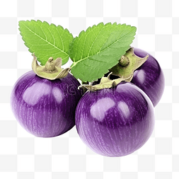 新鲜的泰国紫色圆茄子分离