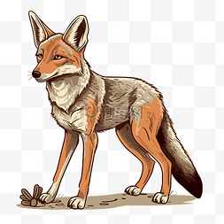 郊狼剪贴画 狐狸卡通插图 向量