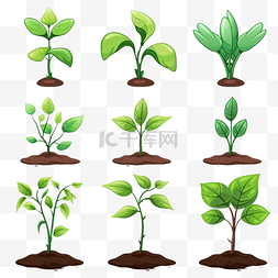 植物土壤图片_孤立的种植植物过程
