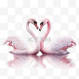 白色的天鹅图片_两只粉红色的天鹅