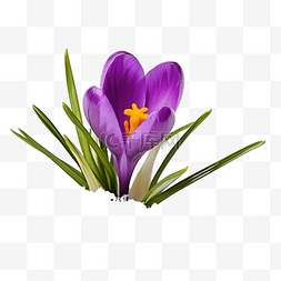 雪花，漂浮，雪子图片_番红花花春天第一个紫色藏红花与