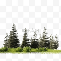 广袤的森林图片_草地上松树前视图的 3ds 渲染图像