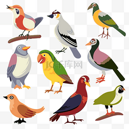 aves 剪贴画鸟集与几种不同的鸟类