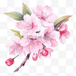 可爱的水彩樱花花