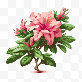 杜鹃花剪贴画花矢量插画卡通中美丽的杜鹃花粉红色花朵